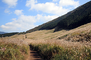 箱根仙石原ススキ草原 2008年10月20日撮影