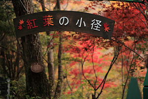 箱根ガラスの森 紅葉の小径 2009年11月10日撮影